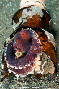 veined octopus_Amphioctopus marginatus by Mathieu Foulquié 